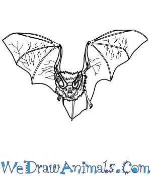 How to Draw a Realistic Bat