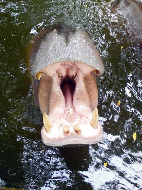 Premium Photo | Hippopotamus showing huge jaw and teeth