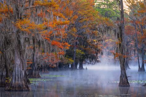 Cypress Swamp Fog Caddo Lake Texas Fine Art Photo Print | Photos by Joseph C. Filer