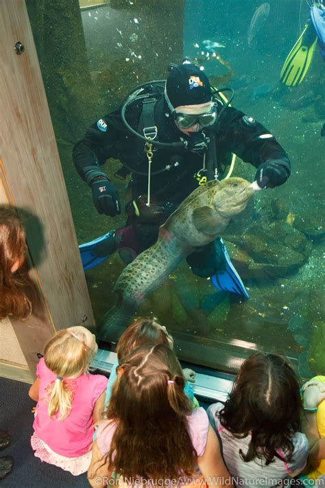 Alaska Sealife Center | Photos by Ron Niebrugge