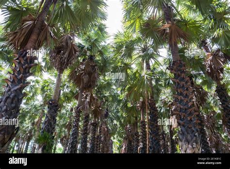 Toddy palm tree on farm Stock Photo - Alamy