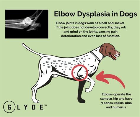 Elbow Dysplasia in Dogs: What You Need to Know