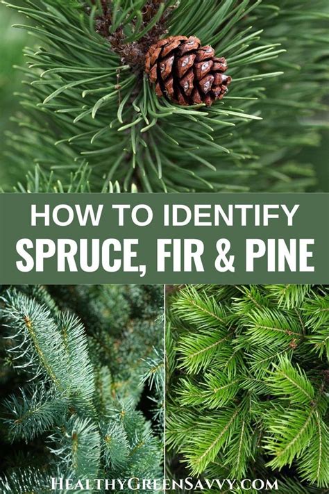 Discovering Spruce Tree Facts: Nature's Evergreen Marvels