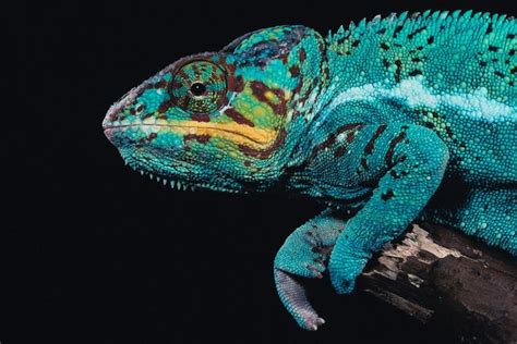 Do Lizards See Colors? | Animals - mom.me