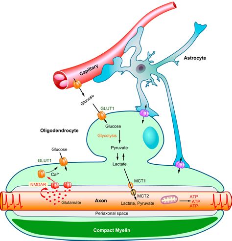 Myelin in the Central Nervous System: Structure, Function, and Pathology | Physiological Reviews