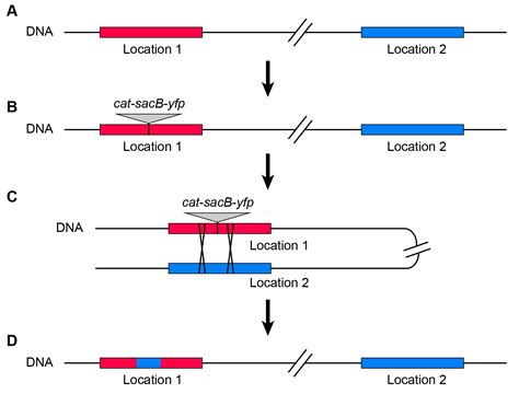 Measuring Homologous Recombination Rates between Chromosomal Locations ...