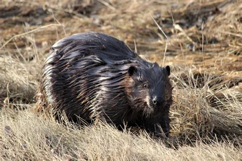 Teachings by Fort McKay Elders – Beaver Habitat Design – Canadian ...