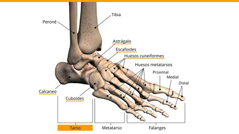 Fisiosaludable - Los siete huesos del tarso