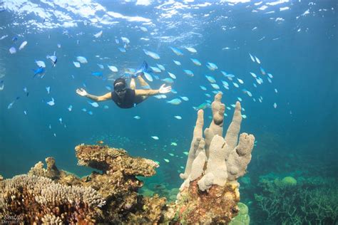 Coral Bay Snorkelling | 2 Hours | with Coral Bay Ecotours - Australian Adventure Travel