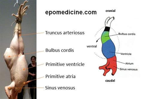 Heart Development - Embryology Made Easy | Epomedicine