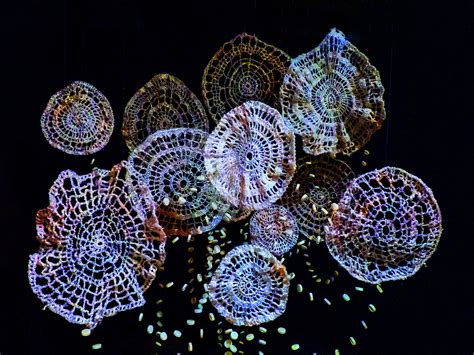 Recycled Plastic Doilies Free Stock Photo - Public Domain Pictures