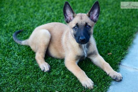 Belgian Malinois puppy for sale near Los Angeles, California ...