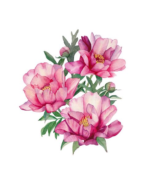 Watercolor peonies Painting by Inna Patiutko - Fine Art America