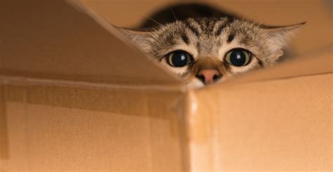 Moving With a Cat: 3 Tips to Make It (Almost) Painless | Homes for Sale ...