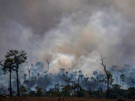 Amazon Rainforest Sees Biggest Spike In Deforestation In Over A Decade ...