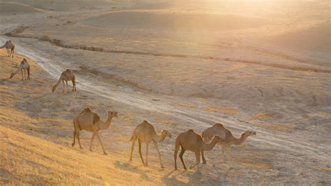 10 stunning photographs of Israel's beautiful desert - ISRAEL21c