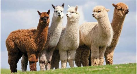 Día Nacional de la Alpaca: conoce los tipos de este camélido oriundo ...