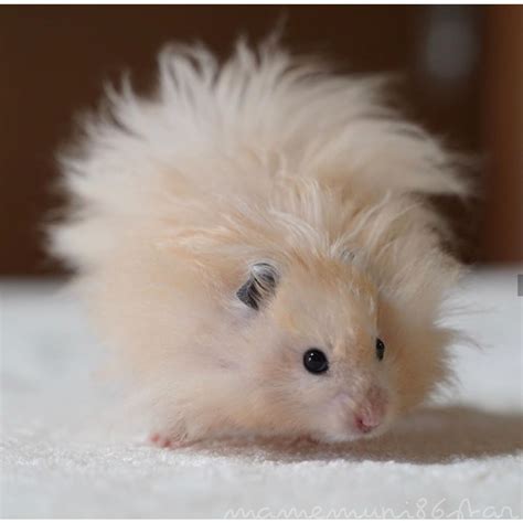 Long haired teddy bear hamsters | iBay