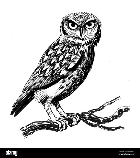 Owl bird on a tree. Ink black and white illustration Stock Photo - Alamy