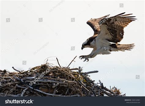 1,043 Osprey landing Images, Stock Photos & Vectors | Shutterstock