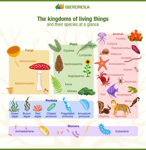 Biology 5 Kingdoms of Living Things Classification - Iberdrola in 2021 | Vertebrates and ...