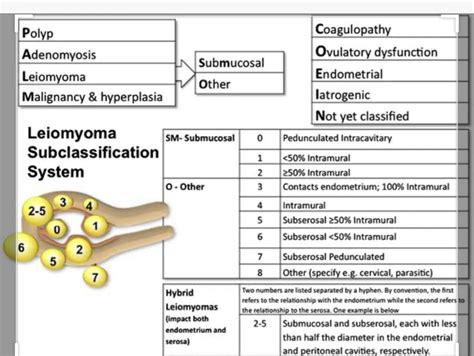 Abnormal Uterine Bleeding Types