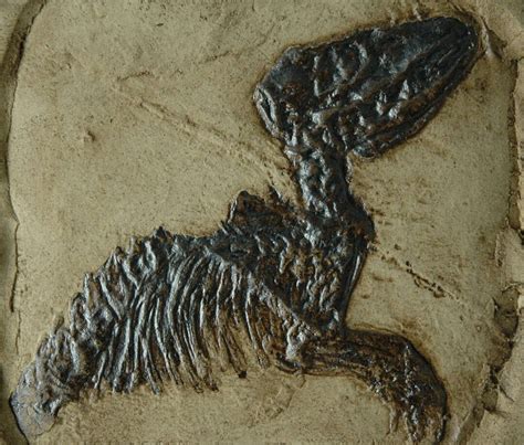 Mammal Leptictidium Fossil Replica in Museum Quality. Animal Fossil ...