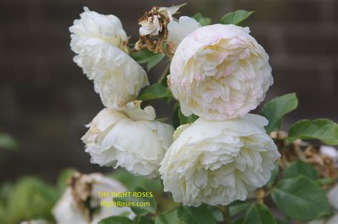 TRANQUILLITY ROSE REVIEW | DAVID AUSTIN 2012 - THE RIGHT ROSES