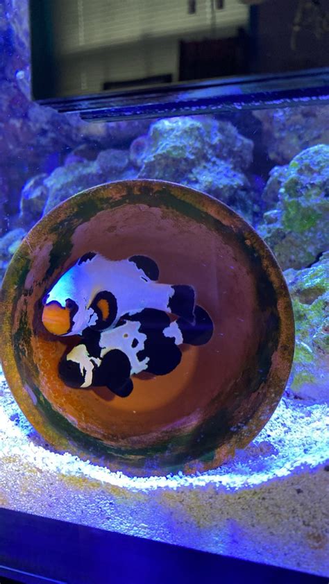 Clownfish breeding | Reef2Reef