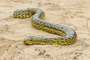 Yellow Anaconda: Powerful Constrictor and Clever Hunter