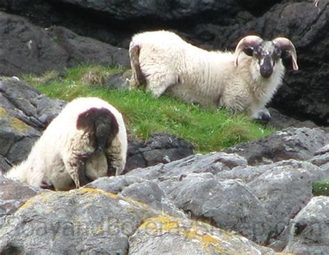 Sheep of St. Kilda - Soay and Boreray Sheep Home