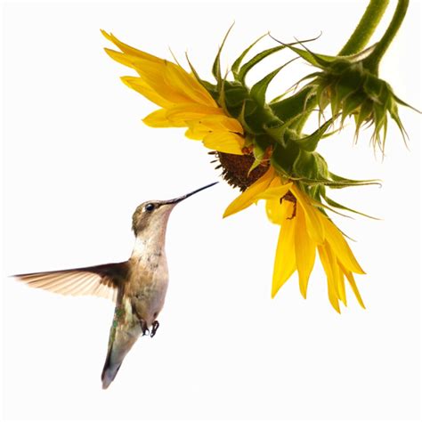 Hummingbird with Sunflower - Anna Mason Art