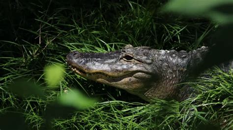 Survival Skills: How To Survive A Crocodile Attack - TheGearHunt