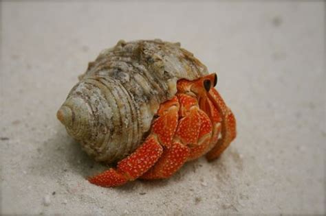 Strawberry Land Hermit Crab | Hermit crab, Crab species, Crab