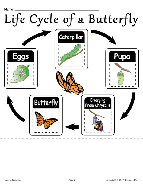 "Life Cycle of a Butterfly" FREE Printable Worksheet – SupplyMe