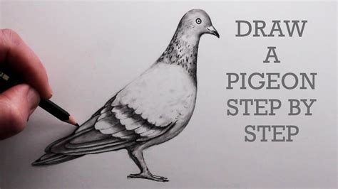 How to Draw a Pigeon Step-by-Step: Pencil Drawing Tutorial for Beginners