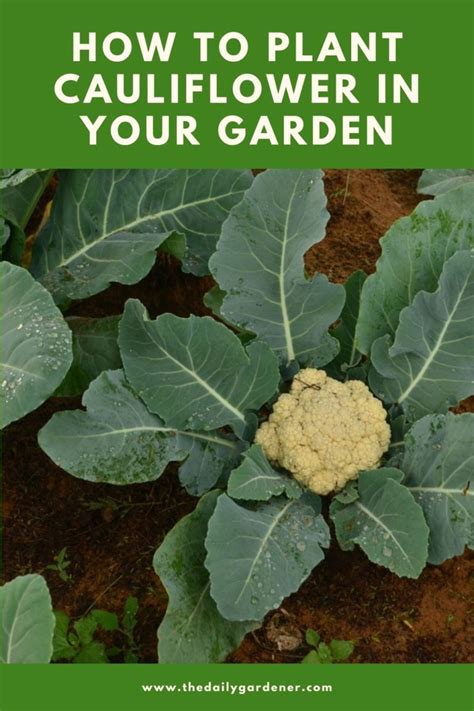 How to Plant Cauliflower in Your Garden (Tricks to Care!)