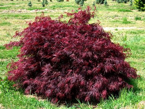 Red Dragon Dwarf Weeping Japanese Maple