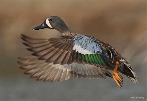 Blue-winged Teal | Ducks Unlimited