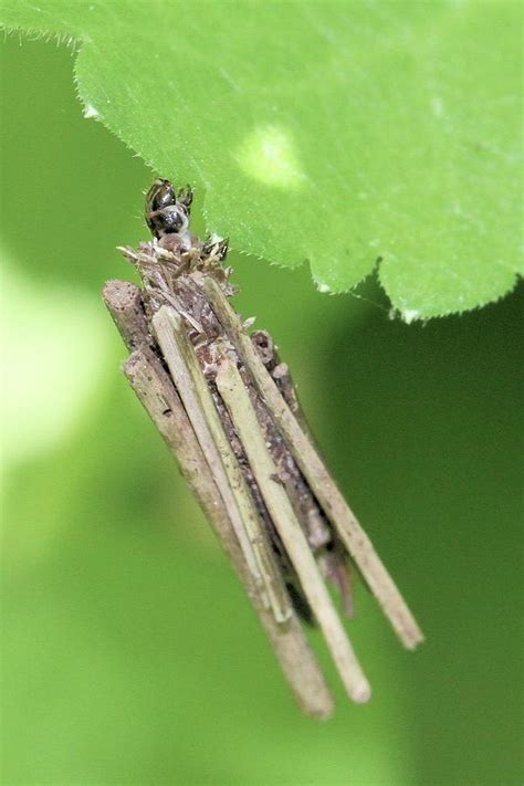 Bagworm Caterpillar Photograph by Doris Potter - Pixels