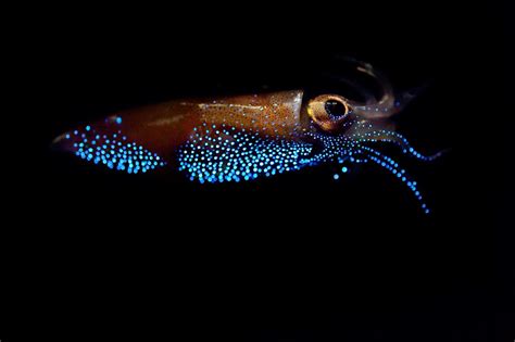 Inside the Frenzy for Japan’s Mysteriously Glowing Firefly Squid ...