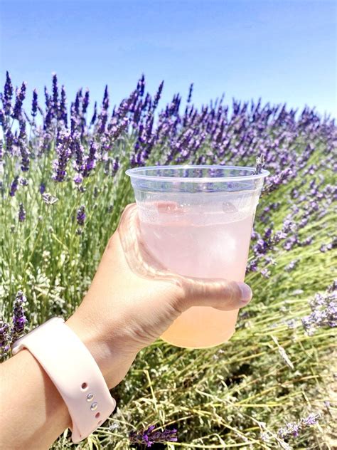 7 California Lavender Fields and Farms (Including My Absolute Favorite!)