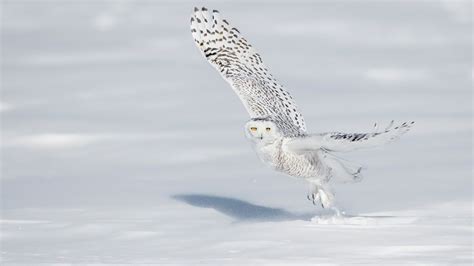 A snowy owl pictured in Quebec City - Bing Gallery