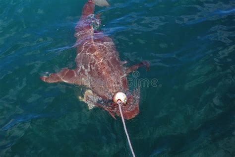 Copper Shark at the Surface Stock Image - Image of cape, coast: 138232109