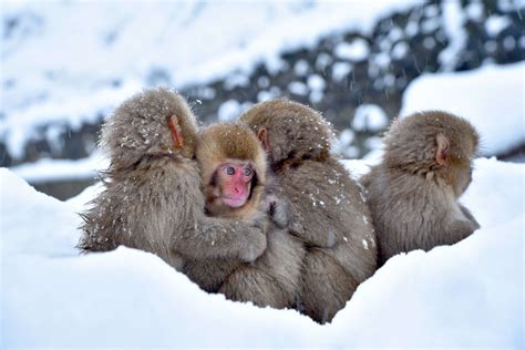 Snow Monkey Park in Nagano | Discover places only the locals know about | JAPAN by Japan