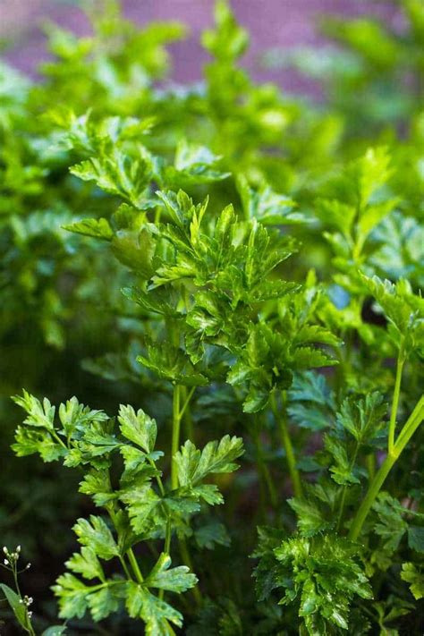 How to Grow Parsley - Growfully