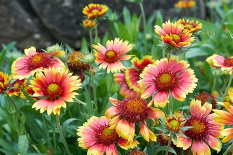 12 Best Salt-Tolerant Perennials - Garden Lovers Club | Florida native ...