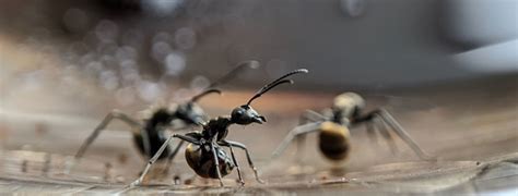 How To Get Rid of Odorous House Ants | Pest Pros - Best Pest Control ...