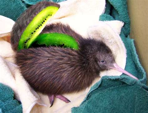 I think the Baby Kiwi is underrated. : r/aww