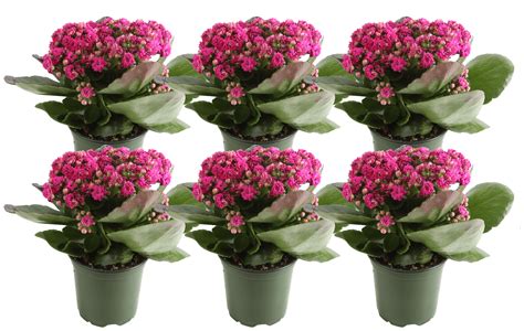 Costa Farms Live Outdoor 10in. Tall Pink Kalanchoe Flowering, Full Sun ...